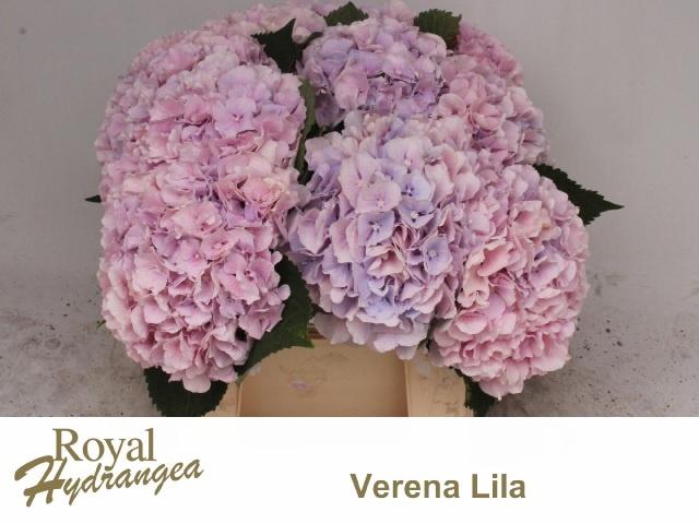 <h4>HYDR M CH VERENA BL</h4>