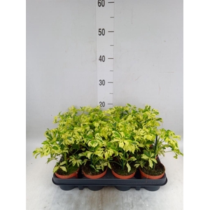 Schefflera arbor. 'Janine'