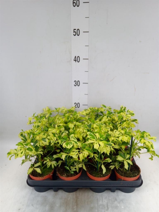 <h4>Schefflera arbor. 'Janine'</h4>