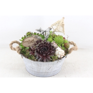 arr4 Semp VL - Zink vlinder ton touw oor x2