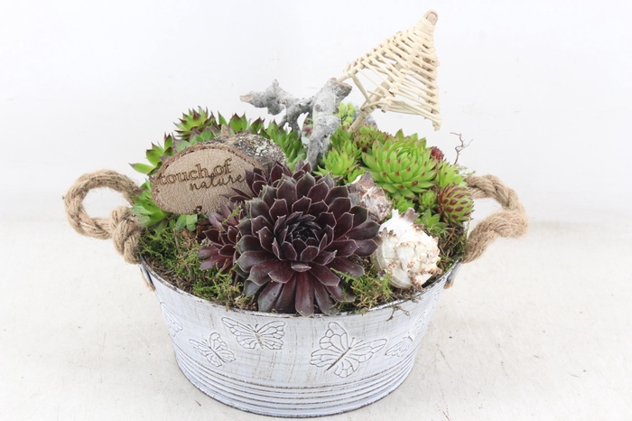 <h4>arr4 Semp VL - Zink vlinder ton touw oor x2</h4>