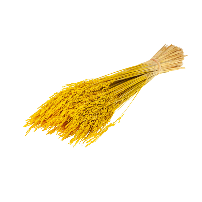 Rice Yellow
