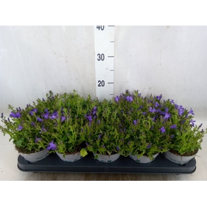 Campanula porten.