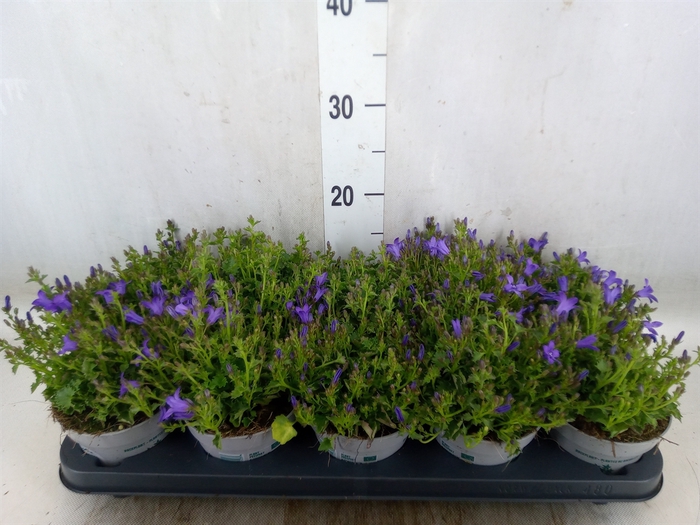 <h4>Campanula porten.</h4>