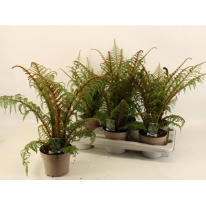 CYATHEA TOMENTOSISSI