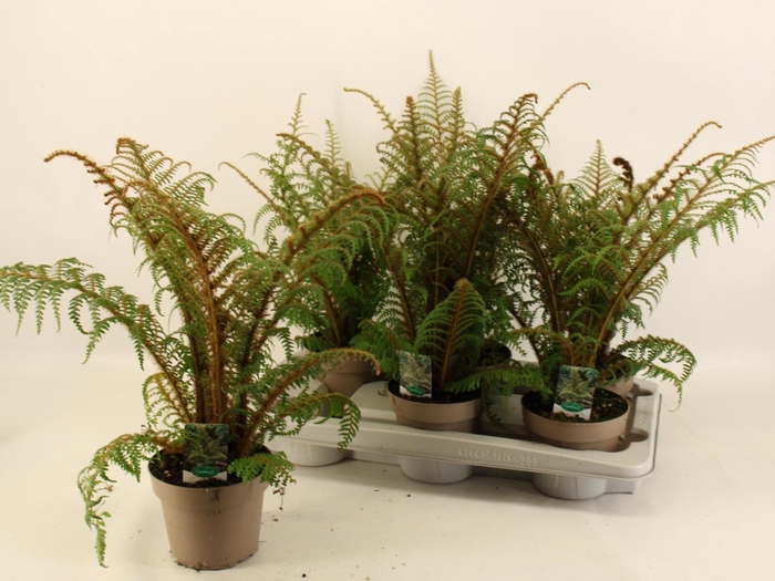 <h4>CYATHEA TOMENTOSISSI</h4>