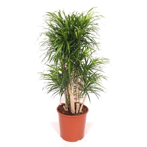 Dracaena Anita