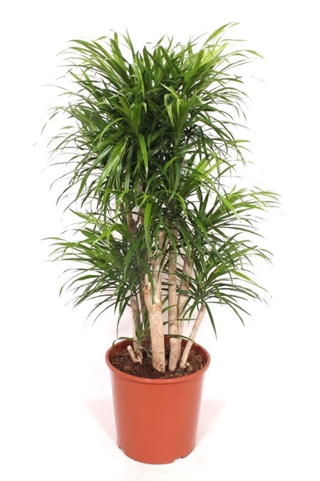 Dracaena Anita