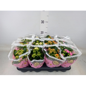 Kalanchoe blos.   ..mix