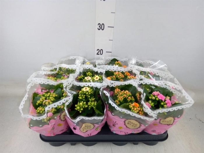 <h4>Kalanchoe blos. ..mix</h4>