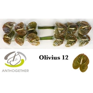 Anthurium Olivius