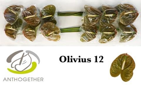 <h4>ANTH A OLIVIUS</h4>