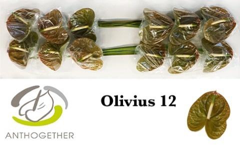 <h4>Anthurium Olivius</h4>