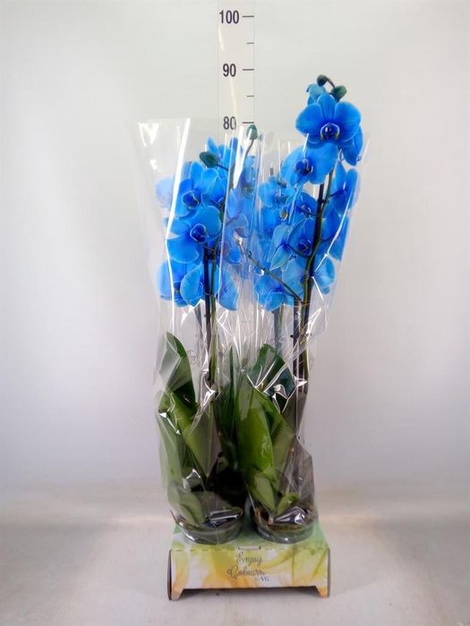 <h4>Phalaenopsis   ...</h4>