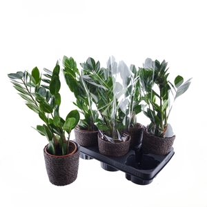 ZAMIO ZAMIIFOLIA