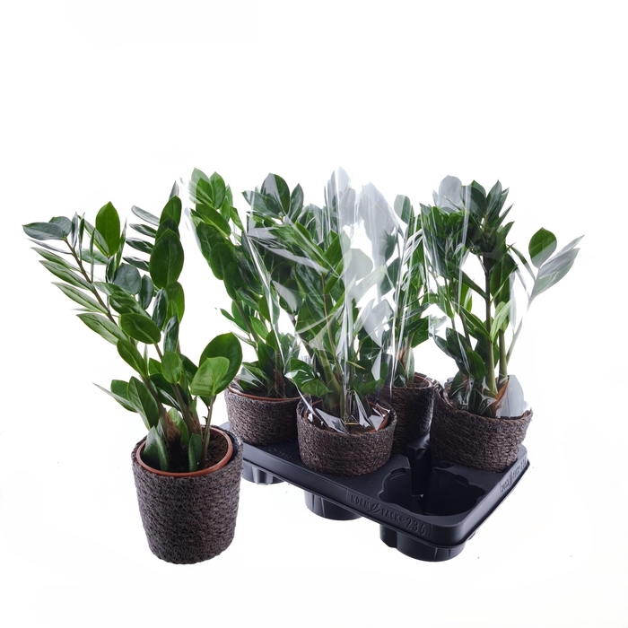 <h4>ZAMIO ZAMIIFOLIA</h4>