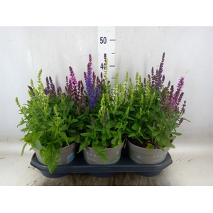 Vaste pltn   ...mix in pot [Perenni