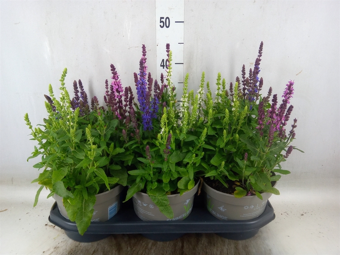 <h4>Vaste pltn   ...mix in pot [Perenni</h4>