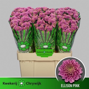 CHR SAN ELLISON PINK