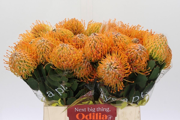 <h4>Nutans Soleil</h4>