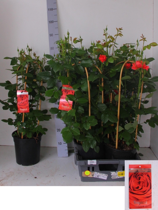 <h4>ROSA FL TROP SELECT</h4>