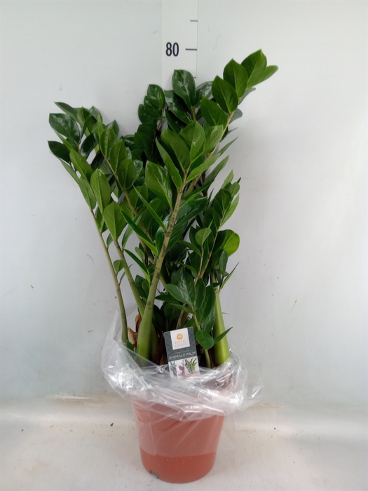 <h4>Zamioculcas zamiifolia</h4>