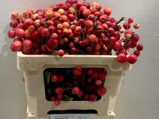 <h4>MALUS RED SENTINEL</h4>