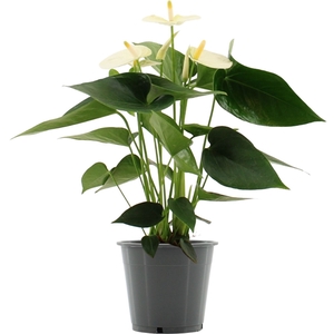 Anthurium Cocos in transparant sleeve