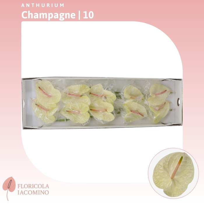 <h4>Anthurium Champagne</h4>