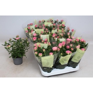 !! PROMO !! ROSA CAROUSEL KORDANA