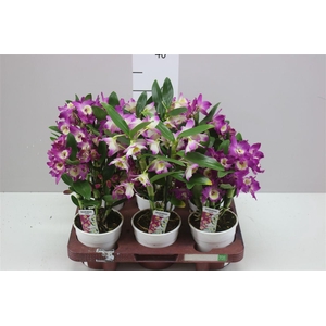 Dendrobium Nobilee Mix 2 Tak 8+
