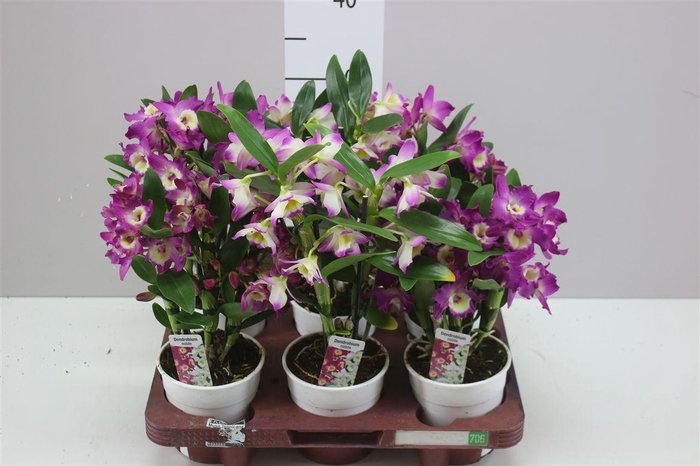 <h4>Dendrobium Nobilee Mix 2 Tak 8+</h4>