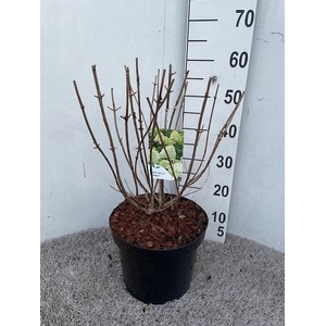 Hydrangea pan. Limelight 50-60 cm struik P26 C7,5