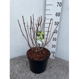 Hydrangea pan. Limelight 50-60 cm struik P26 C7,5