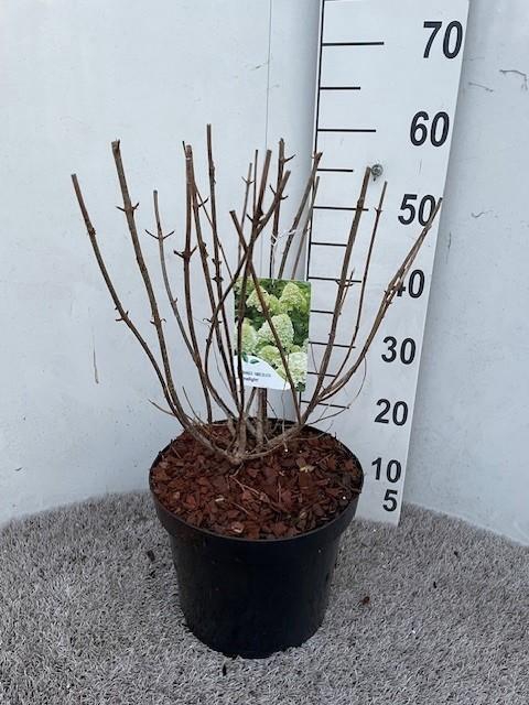 <h4>Hydrangea pan. Limelight 50-60 cm struik P26 C7,5</h4>