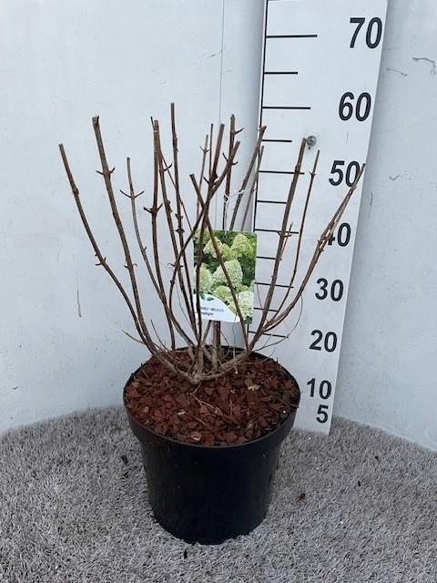 <h4>Hydrangea pan. Limelight 50-60 cm struik P26 C7,5</h4>