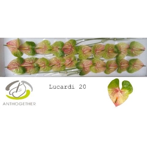Anth A Lucardi 9 cm X20 Spek Flowers