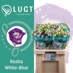 Lisianthus do rosita blue picotee
