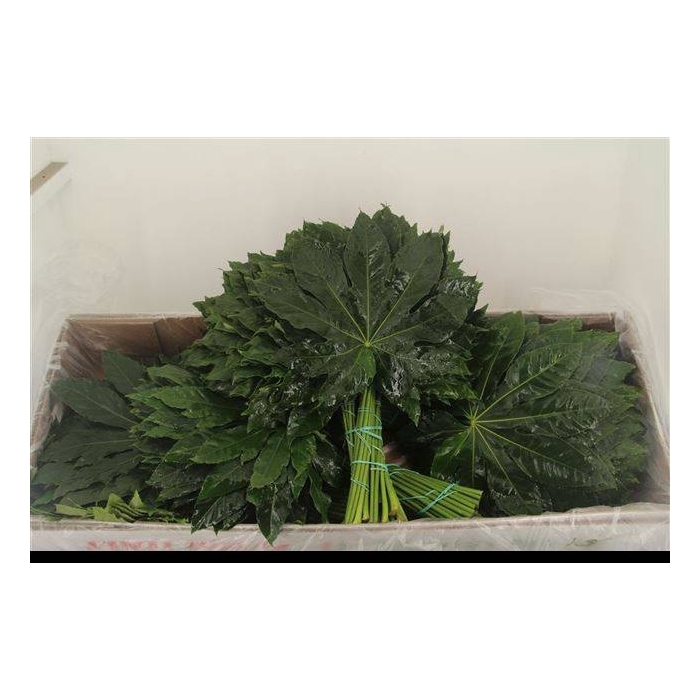 <h4>FATSIA JAPONICA BLAD</h4>