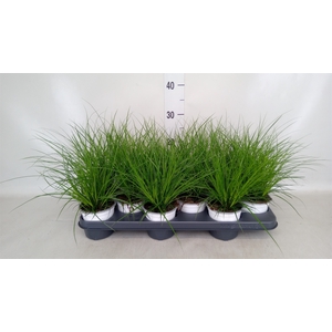 Carex brunnea