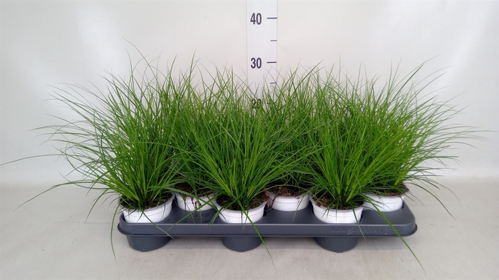 <h4>Carex brunnea</h4>