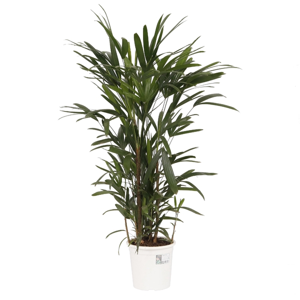 <h4>PALMEIRA RAPHIS P24</h4>