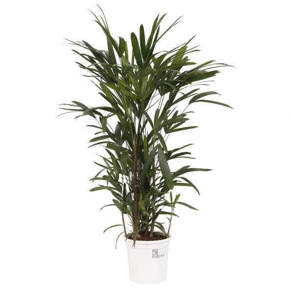 <h4>PALMEIRA RAPHIS P24</h4>