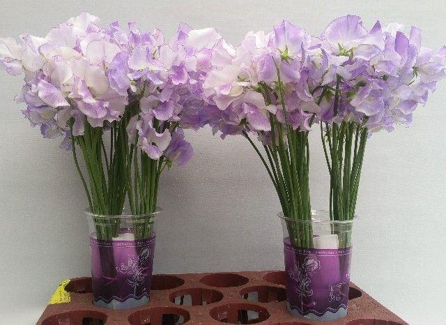 <h4>LATHYR ODORATUS LAVENDER</h4>