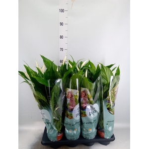 Spathiphyllum  'Sweet Chico'