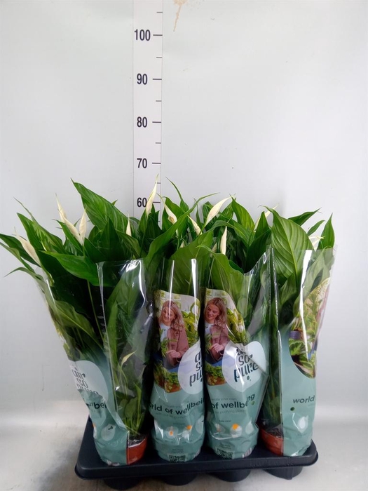<h4>Spathiphyllum  'Sweet Chico'</h4>