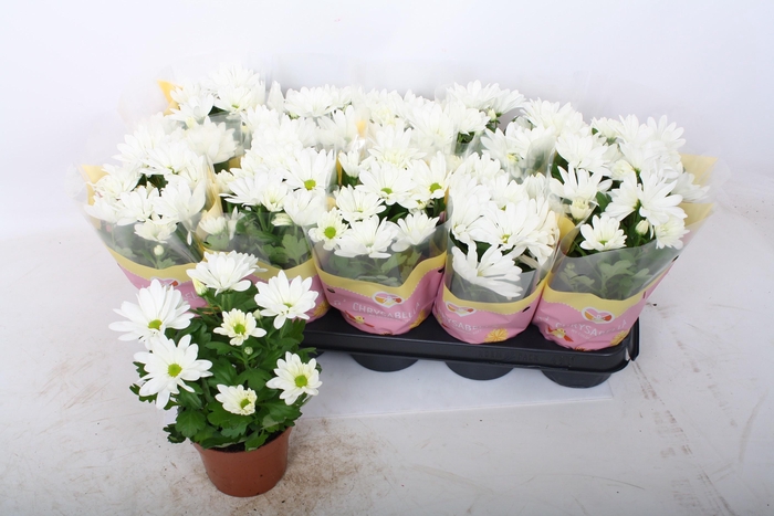 <h4>CHRYS BERLISE</h4>