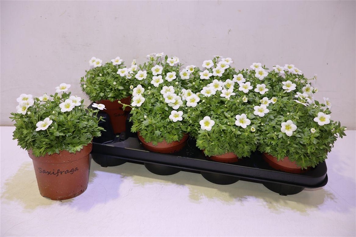 Saxif Ar Alp White