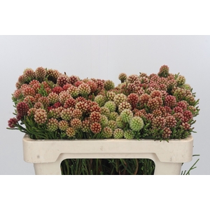 Kaaps Groen Brunia Fragarioides (Clusterstar)