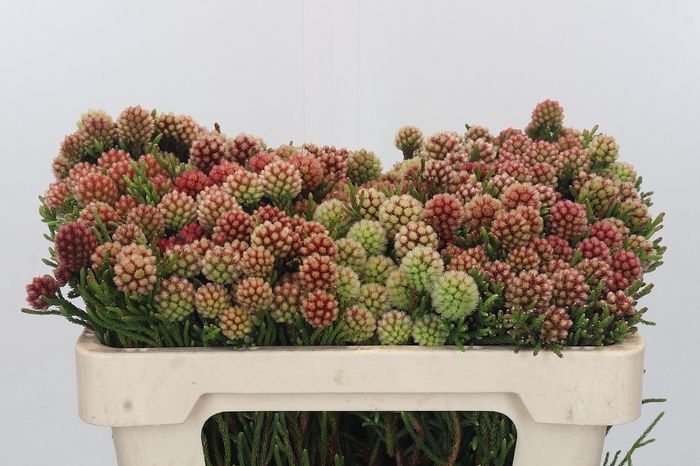 <h4>Kaaps Groen Brunia Fragarioides (Clusterstar)</h4>